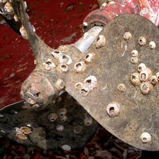 Barnacles clustered on the hull of a ship.