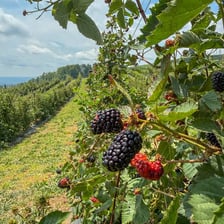 A thorny bramble bearing ripe blackberries