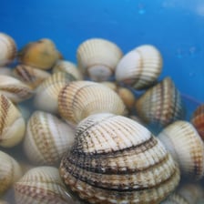 A cockle and a mussel, both examples of molluscs.
