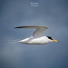 A group of terns flying above a shoreline