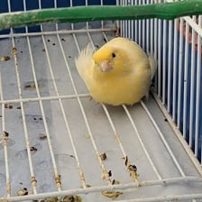 A yellow canary perched inside a birdcage