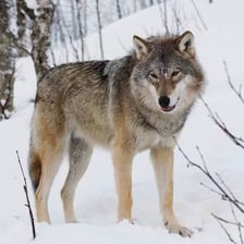 A gray wolf illustrating the meaning of lupine.
