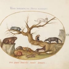 A mouse and a marmot, both examples of rodents.