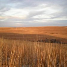 A broad, treeless grassland stretching to the horizon.