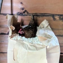 A hen in a nesting box beside an egg.