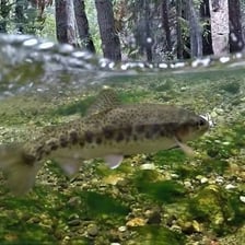 A trout swimming in a clear freshwater stream.