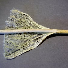 Bundles of hemp fibers beside a length of hemp rope.