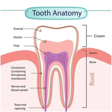 An educational illustration showing a tooth surrounded by gum tissue.