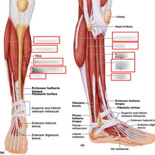 An anatomical illustration of the lower leg