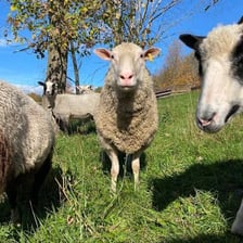 An adult male sheep standing with other sheep.