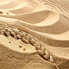A sandy dune with visible granular texture.
