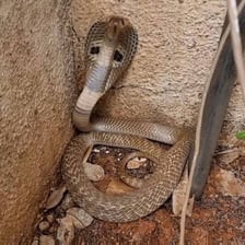 A cobra displaying its expanded hood.