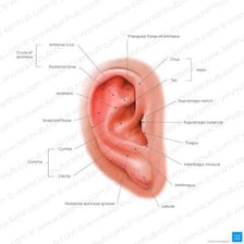 Close-up view of the outer human ear