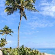 A sunny Florida beach with palm trees