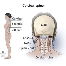 The back of a person’s neck showing the nape area.