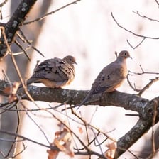 Several doves perched together.