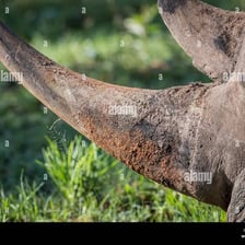 A rhinoceros shown with its prominent horn