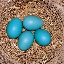 An egg resting in a bird's nest