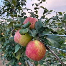 Ripe apples growing on trees in an orchard.