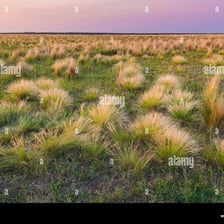 A wide grassy landscape in the South American Pampas.