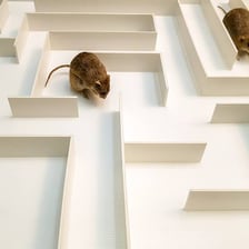 A laboratory rat navigating a simple maze.