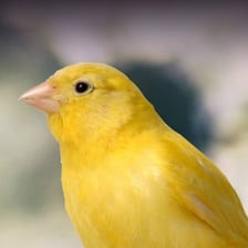 A canary perched and singing