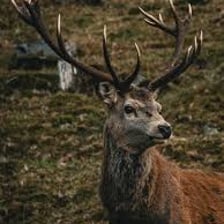 An adult male deer with antlers standing in a forest.
