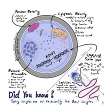 Educational diagram showing an ovum and its development after fertilization