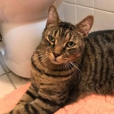 An adult male tabby cat