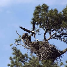 An eagle perched near a large nest on a high cliff.