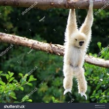 A gibbon hanging from a tree branch.