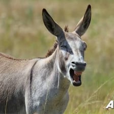A donkey outdoors with its mouth open as it brays