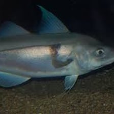 A haddock swimming in a marine environment