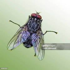 Close-up photograph of a housefly, an insect