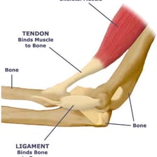 An anatomical illustration showing a tendon connecting muscle to bone