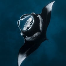 Manta rays gliding through ocean water.