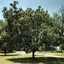 A mature pecan tree in a Texas landscape