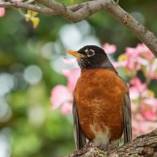 An American robin perched on a branch in spring.
