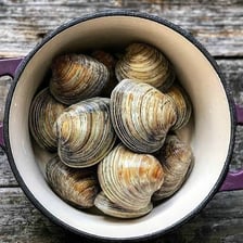 A clam shellfish used in chowder