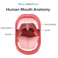 An anatomical illustration showing the palate inside the mouth