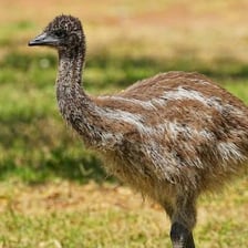 An emu standing in an Australian landscape