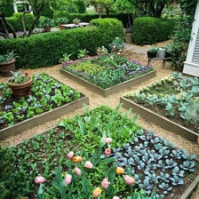 A garden bed planted with vegetables.