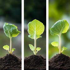A plant shown growing from a seedling to a larger plant