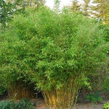 A dense hedge forming a property boundary