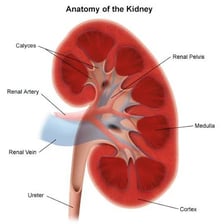 An anatomical illustration showing the human kidneys