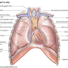 An anatomical illustration showing the heart inside the chest