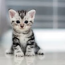 Adorable kittens illustrating the meaning of cutest
