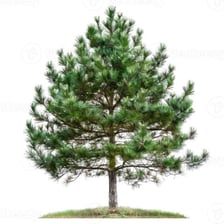 A stand of pine trees with needle-covered branches.