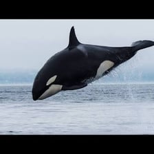 An orca breaching above the ocean surface