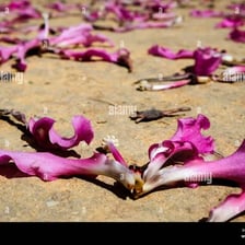 Flower petals scattered across the ground